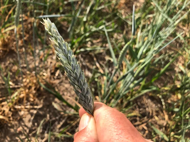 Awnless Triticale Scaled