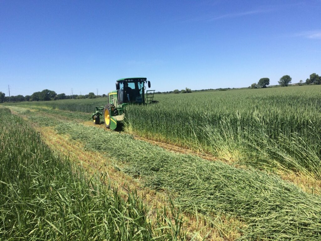 Cps Triticale Rotated