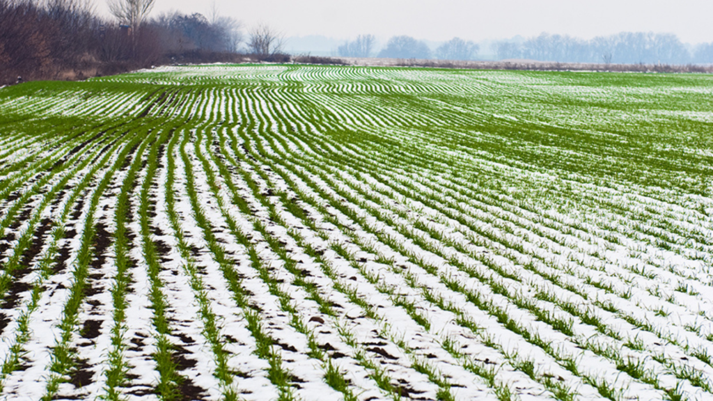 Agricultural Field Of Winter Wheat Under The Snow