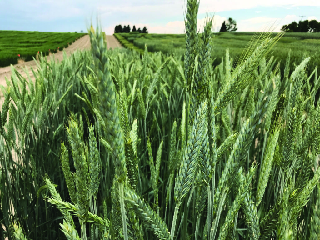 flex triticale